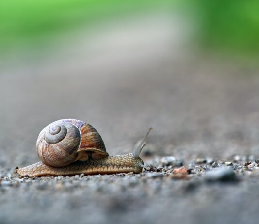 Lungworm Epidemic Affecting Dogs In Brighton