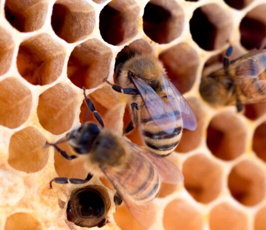 UK Bee Bus Stop Unveiled In Brighton