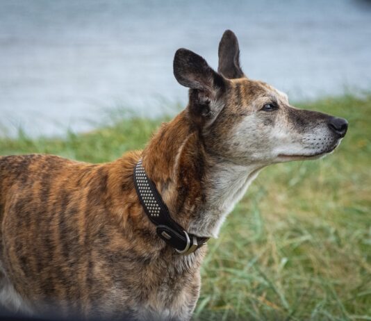 Brighton Pub Dog Goes Viral