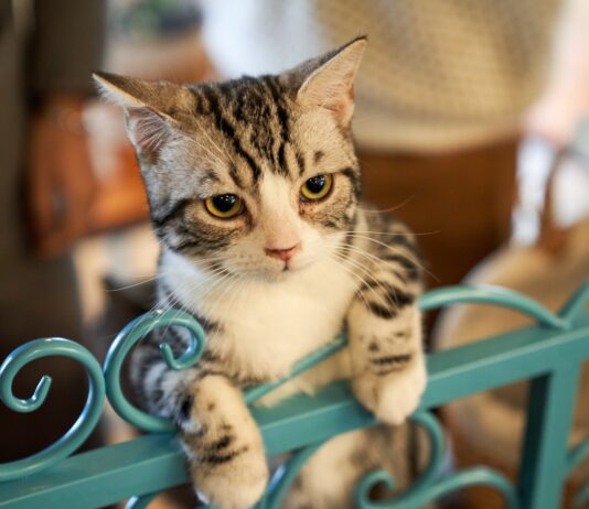 Brighton Cat Killer Jailed For Five Years