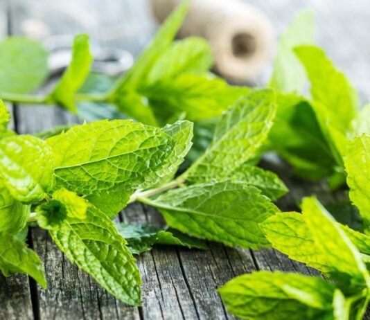 Great Energy-Boosting Plants