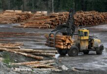 Will a Shift From Fossil Fuels to Wood Products Help Us Meet Climate Goals?