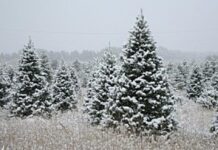 Buying sustainable Christmas trees