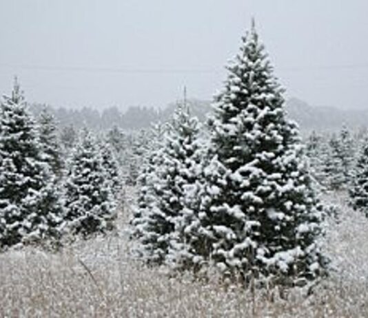 Buying sustainable Christmas trees