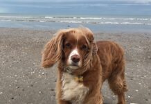 Sussex family reunited with long lost dog after 8 years