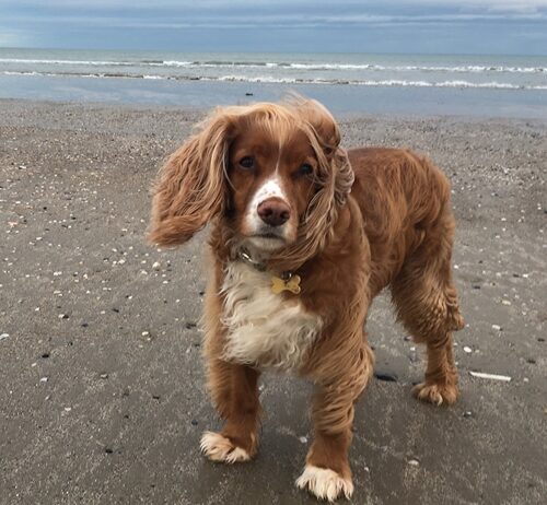 Sussex family reunited with long lost dog after 8 years