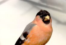 Brighton Museum wins grant to create public-inspired wildlife ‘diorama’