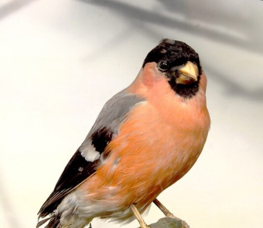 Brighton Museum wins grant to create public-inspired wildlife ‘diorama’