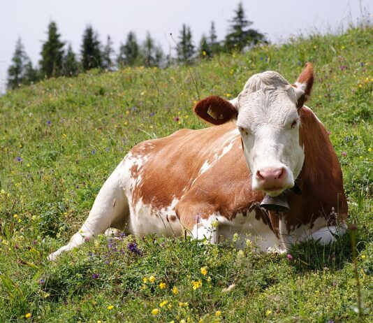 How your brain deals with eating animal products