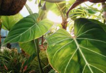 Why Plants are flowering a month earlier