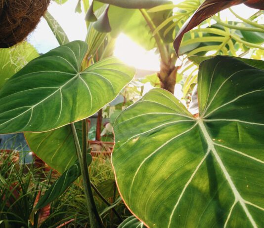 Why Plants are flowering a month earlier