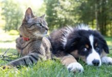 Brighton Revealed As A Pet Paradise