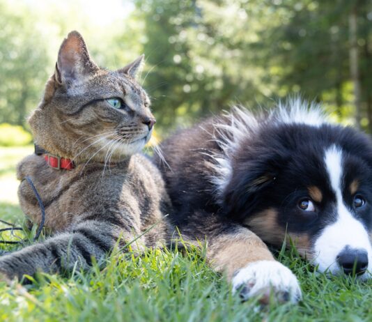Brighton Revealed As A Pet Paradise
