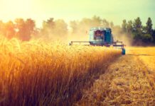How the global fertiliser shortage is going to affect food- Ukraine