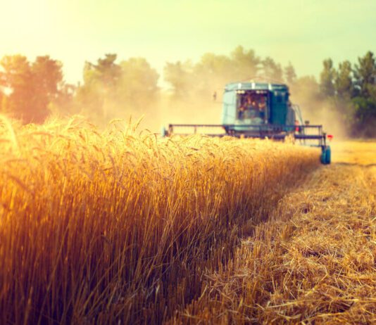 How the global fertiliser shortage is going to affect food- Ukraine