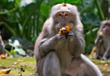Weekend Feature-Why Chimpanzees can ingest more than one alcoholic drink a day –