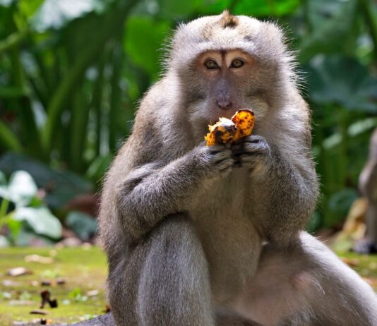 Monkey teeth are shedding new light on how early humans used tools