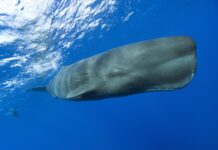 Why the Ocean’s largest inhabitants could be the key to storing our carbon emissions