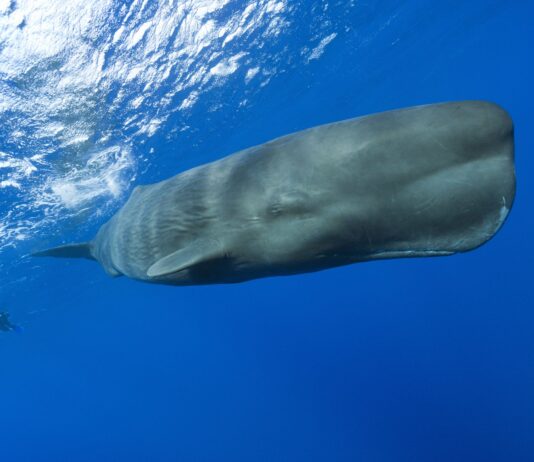 Why the Ocean’s largest inhabitants could be the key to storing our carbon emissions