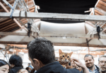 The Cat Extravaganza Makes It’s Debut In Brighton This May!