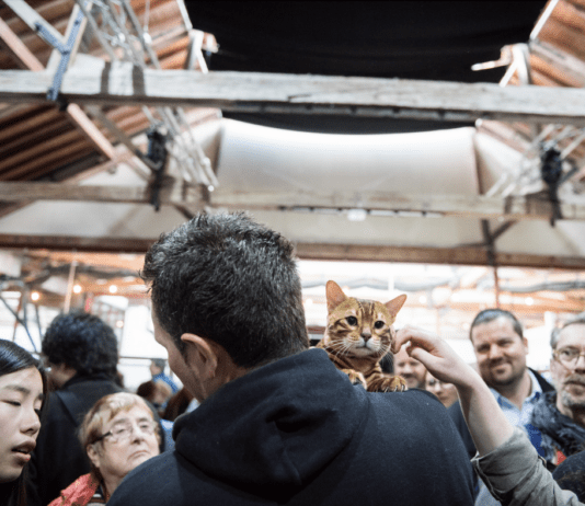 The Cat Extravaganza Makes It’s Debut In Brighton This May!