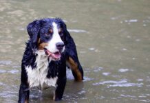 Coastal canine haven: Brighton is the third-best city in the UK for springtime dog walks
