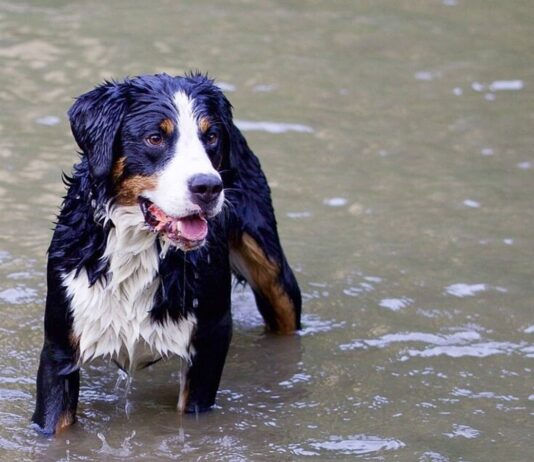 Weekend Feature – What is the life expectancy for different breeds of dogs