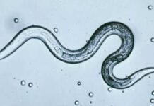 Why Fenbendazole is a human anti-worm and anti-cancer medicine