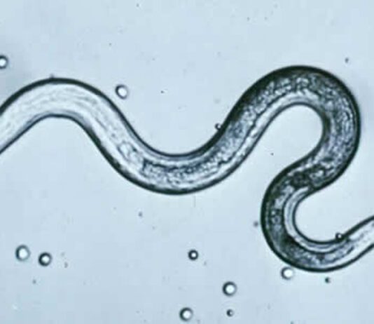 Why Fenbendazole is a human anti-worm and anti-cancer medicine