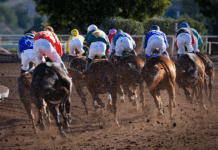 Why Brighton Is Home To Top Level Sporting Stadiums and Events
