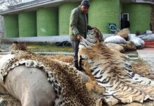 How money and technology are helping the fight against illegal wildlife trade