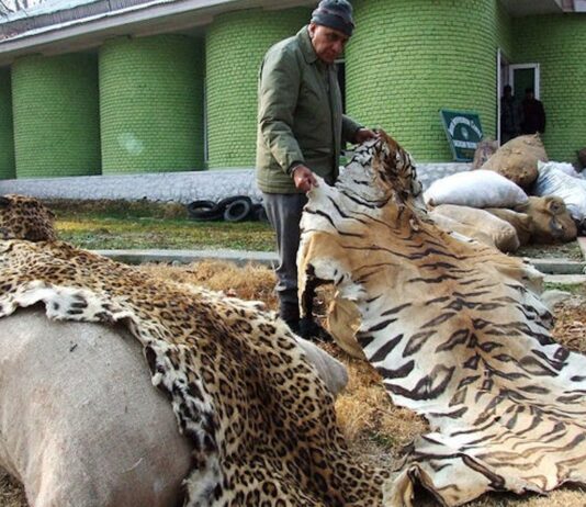 How money and technology are helping the fight against illegal wildlife trade