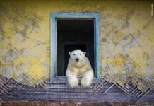 Wildlife Photographer of the Year to open at Brighton Museum & Art Gallery