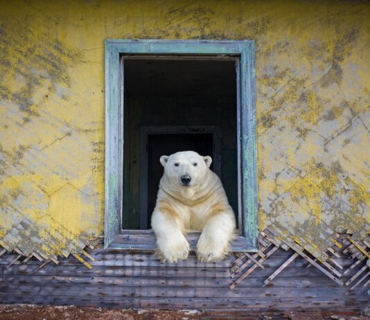 Wildlife Photographer of the Year to open at Brighton Museum & Art Gallery