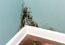 Can Flooding Cause Mould To Grow?