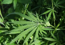 Weekend Feature -Hemp Flower-Nutrition and Health Benefits That You Should Know