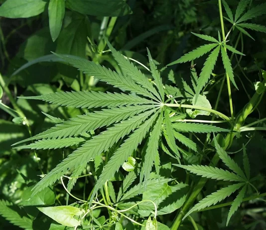 Weekend Feature -Hemp Flower-Nutrition and Health Benefits That You Should Know