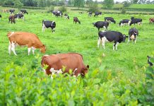Why Livestock grazing is affecting the return of rainforests to the UK