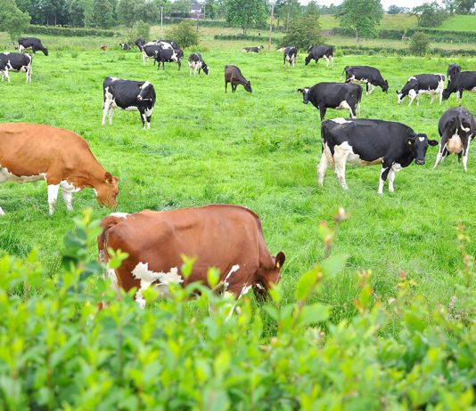 Why Livestock grazing is affecting the return of rainforests to the UK