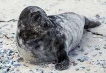 Malnourished Seal Rescued After Washing Up on Brighton Beach