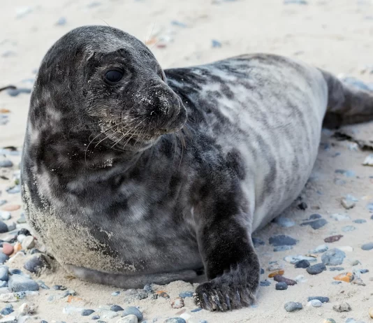 Malnourished Seal Rescued After Washing Up on Brighton Beach