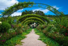 The Environmental Benefits of Hedges: More Than Just Green Fences