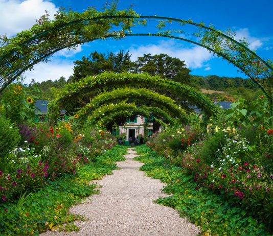 The Environmental Benefits of Hedges: More Than Just Green Fences
