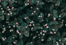 6 Reasons to Get Japanese Knotweed Removed from Your Home