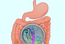 Why You Dont Know About How Close Your Gut Microbiome and Heart Are