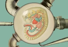 Why Artificial wombs could someday be a reality