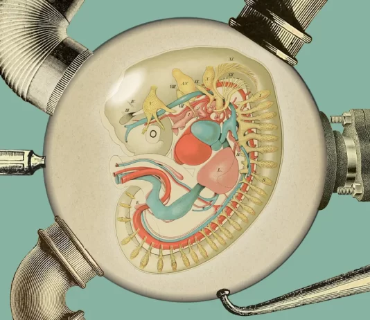 Why Artificial wombs could someday be a reality
