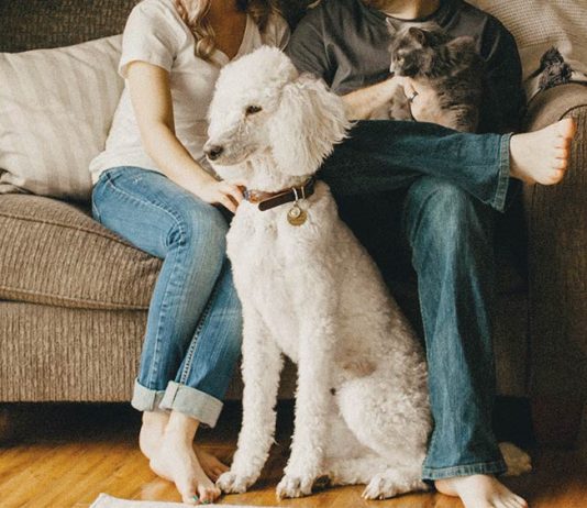 Brighton-based TrustedHousesitters finds new $100m home at Mayfair Equity Partners