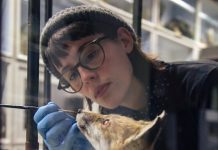 First new diorama to be unveiled in Booth Museum of Natural History in nearly a century.