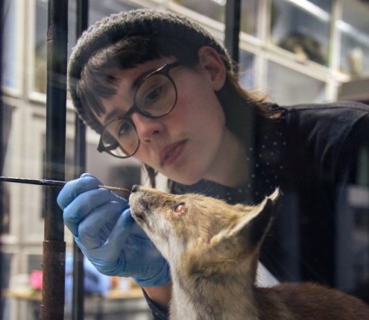 First new diorama to be unveiled in Booth Museum of Natural History in nearly a century.